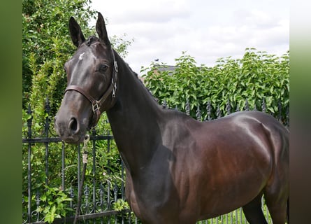 Hannoveraner, Stute, 5 Jahre, 162 cm