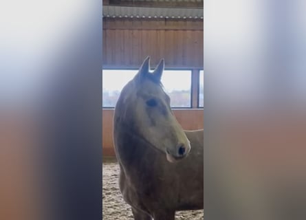 Hannoveraner, Stute, 5 Jahre, 162 cm, Schimmel