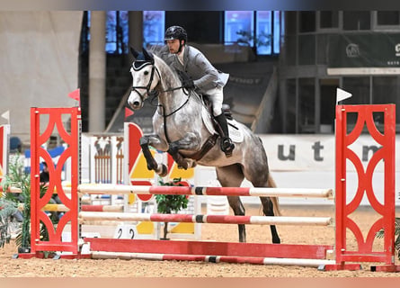 Hannoveraner, Stute, 5 Jahre, 162 cm, Schimmel