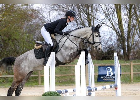 Hannoveraner, Stute, 5 Jahre, 162 cm, Schimmel