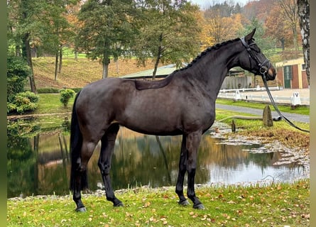 Hannoveraner, Stute, 5 Jahre, 163 cm, Brauner