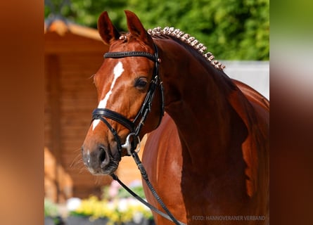 Hannoveraner, Stute, 5 Jahre, 163 cm, Brauner