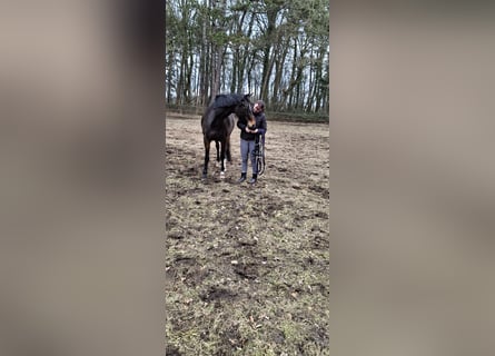 Hannoveraner, Stute, 5 Jahre, 163 cm, Brauner