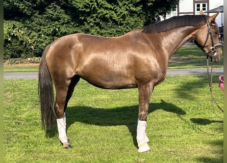 Hannoveraner, Stute, 5 Jahre, 163 cm, Dunkelfuchs