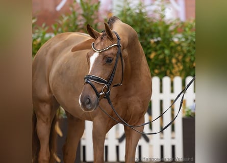 Hannoveraner, Stute, 5 Jahre, 163 cm, Dunkelfuchs