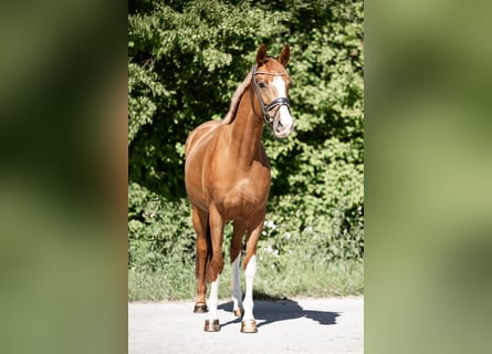 Hannoveraner, Stute, 5 Jahre, 163 cm, Fuchs
