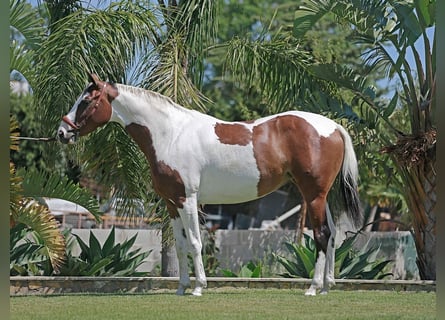 Hannoveraner, Stute, 5 Jahre, 163 cm, Schecke