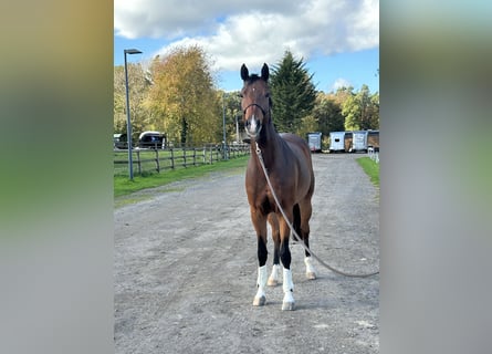 Hannoveraner, Stute, 5 Jahre, 164 cm, Brauner