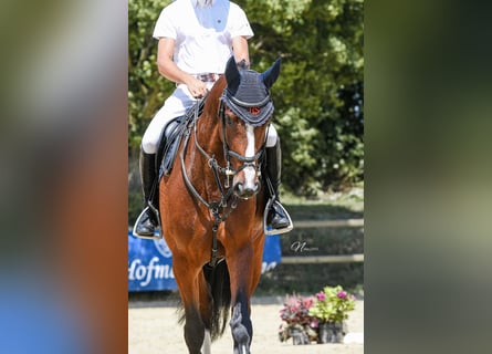 Hannoveraner, Stute, 5 Jahre, 164 cm, Brauner