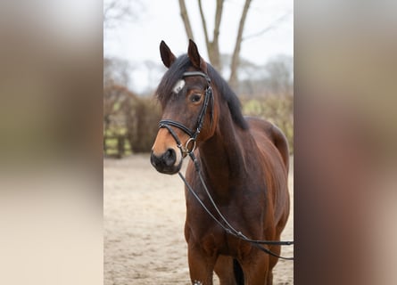 Hannoveraner, Stute, 5 Jahre, 164 cm, Brauner