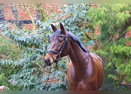 Hannoveraner, Stute, 5 Jahre, 164 cm, Dunkelbrauner