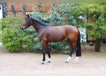 Hannoveraner, Stute, 5 Jahre, 164 cm, Dunkelbrauner