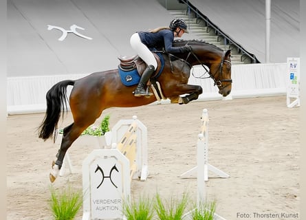 Hannoveraner, Stute, 5 Jahre, 164 cm, Dunkelbrauner