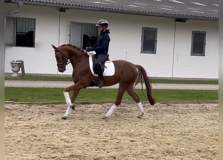 Hannoveraner, Stute, 5 Jahre, 164 cm, Fuchs