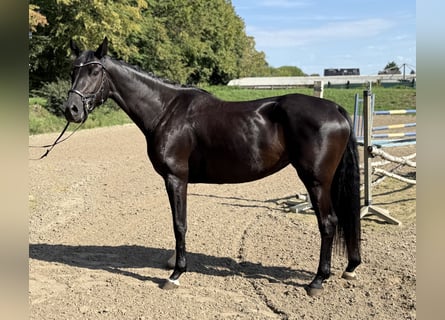 Hannoveraner, Stute, 5 Jahre, 164 cm, Schwarzbrauner