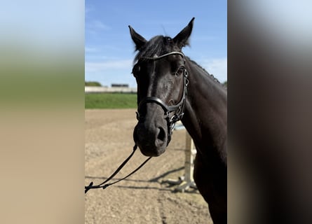 Hannoveraner, Stute, 5 Jahre, 164 cm, Schwarzbrauner