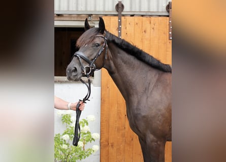 Hannoveraner, Stute, 5 Jahre, 164 cm, Schwarzbrauner