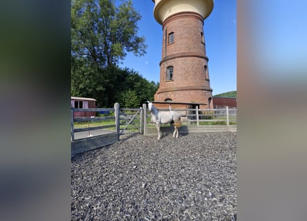 Hannoveraner, Stute, 5 Jahre, 165 cm, Apfelschimmel