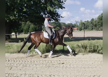Hannoveraner, Stute, 5 Jahre, 165 cm, Brauner