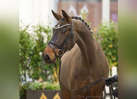 Hannoveraner, Stute, 5 Jahre, 165 cm, Brauner