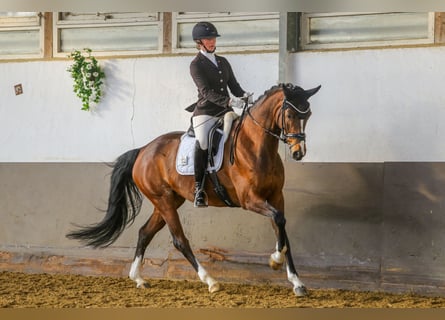 Hannoveraner, Stute, 5 Jahre, 165 cm, Brauner