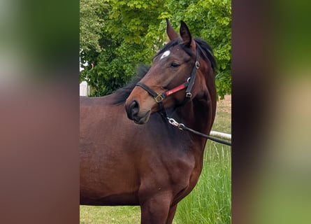 Hannoveraner, Stute, 5 Jahre, 165 cm, Brauner