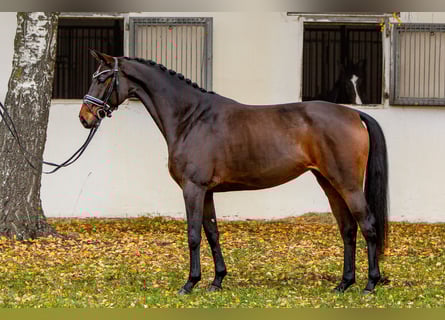 Hannoveraner, Stute, 5 Jahre, 165 cm, Dunkelbrauner