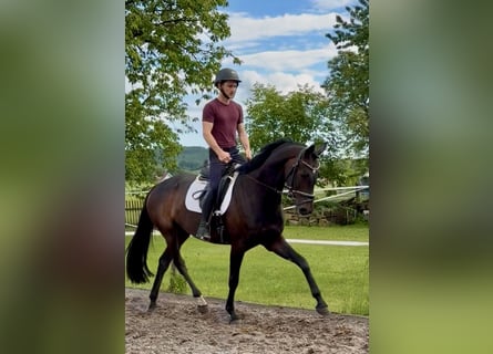 Hannoveraner, Stute, 5 Jahre, 165 cm, Dunkelbrauner