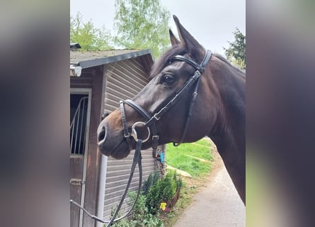 Hannoveraner, Stute, 5 Jahre, 165 cm, Dunkelbrauner