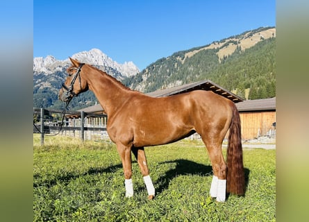 Hannoveraner, Stute, 5 Jahre, 165 cm, Fuchs
