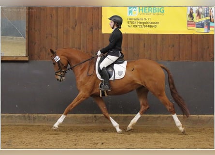 Hannoveraner, Stute, 5 Jahre, 165 cm, Fuchs