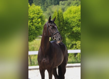 Hannoveraner, Stute, 5 Jahre, 165 cm, Rappe