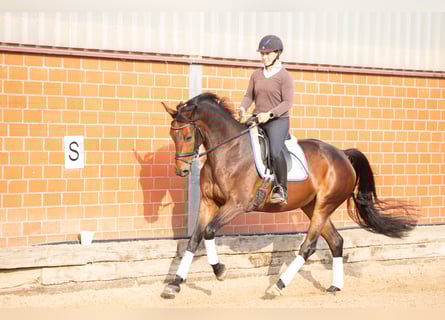 Hannoveraner, Stute, 5 Jahre, 166 cm, Brauner