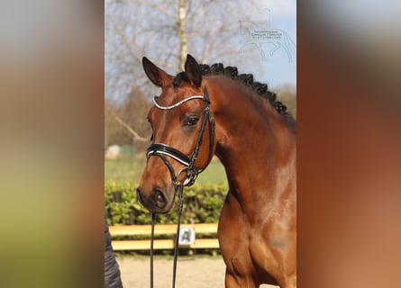 Hannoveraner, Stute, 5 Jahre, 166 cm, Brauner