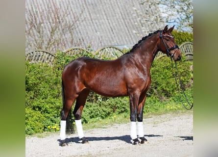 Hannoveraner, Stute, 5 Jahre, 166 cm, Brauner