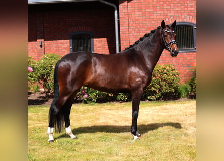 Hannoveraner, Stute, 5 Jahre, 166 cm, Brauner