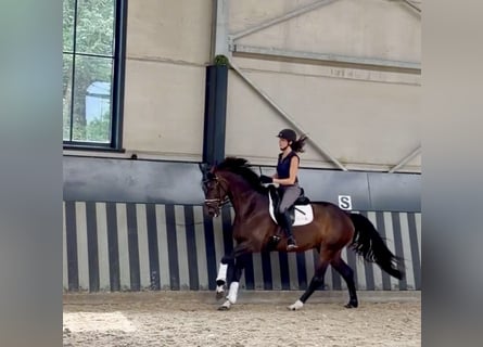 Hannoveraner, Stute, 5 Jahre, 166 cm, Dunkelbrauner