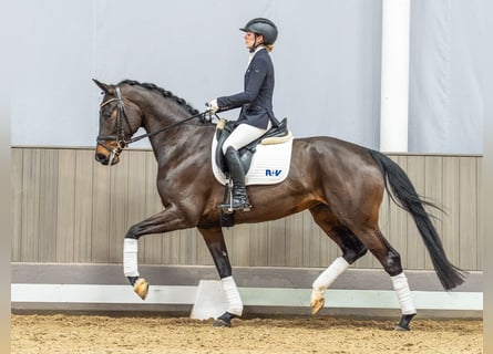 Hannoveraner, Stute, 5 Jahre, 166 cm, Dunkelbrauner