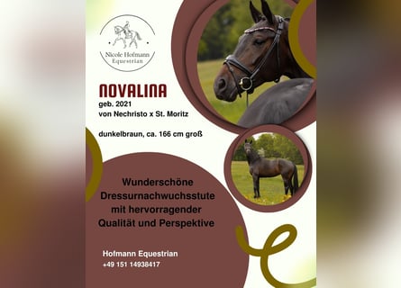 Hannoveraner, Stute, 5 Jahre, 166 cm, Dunkelbrauner