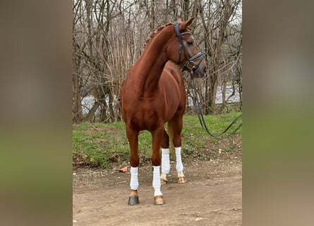 Hannoveraner, Stute, 5 Jahre, 166 cm, Fuchs