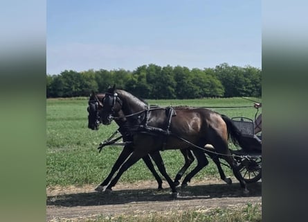 Hannoveraner, Stute, 5 Jahre, 166 cm, Rotbrauner