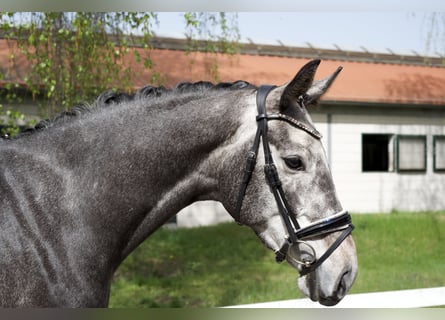 Hannoveraner, Stute, 5 Jahre, 166 cm, Schimmel