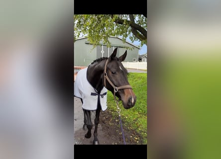 Hannoveraner, Stute, 5 Jahre, 166 cm, Schwarzbrauner