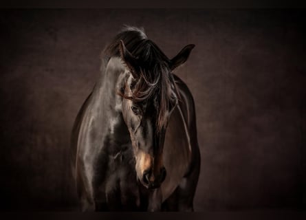 Hannoveraner, Stute, 5 Jahre, 166 cm, Schwarzbrauner