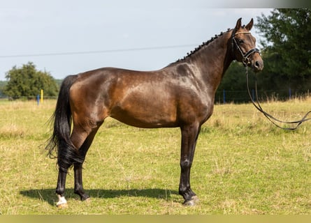 Hannoveraner, Stute, 5 Jahre, 167 cm, Brauner