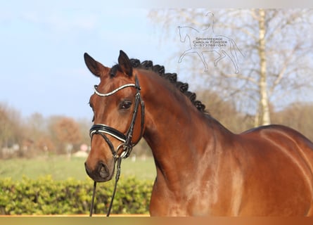 Hannoveraner, Stute, 5 Jahre, 167 cm, Brauner