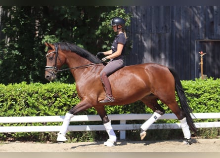 Hannoveraner, Stute, 5 Jahre, 167 cm, Brauner