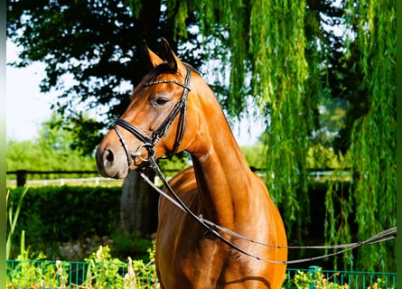 Hannoveraner, Stute, 5 Jahre, 167 cm, Brauner