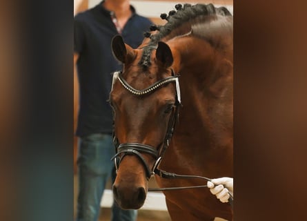 Hannoveraner, Stute, 5 Jahre, 167 cm, Brauner