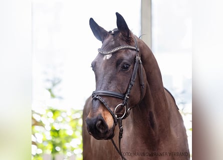 Hannoveraner, Stute, 5 Jahre, 167 cm, Brauner
